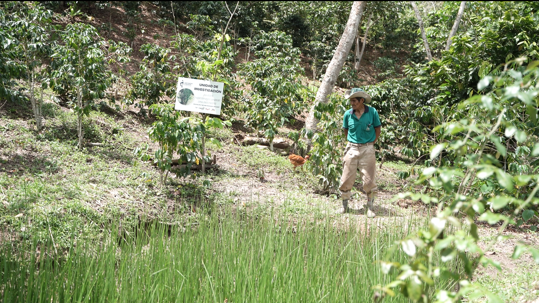 Barreras de vetiver instaladas en campo