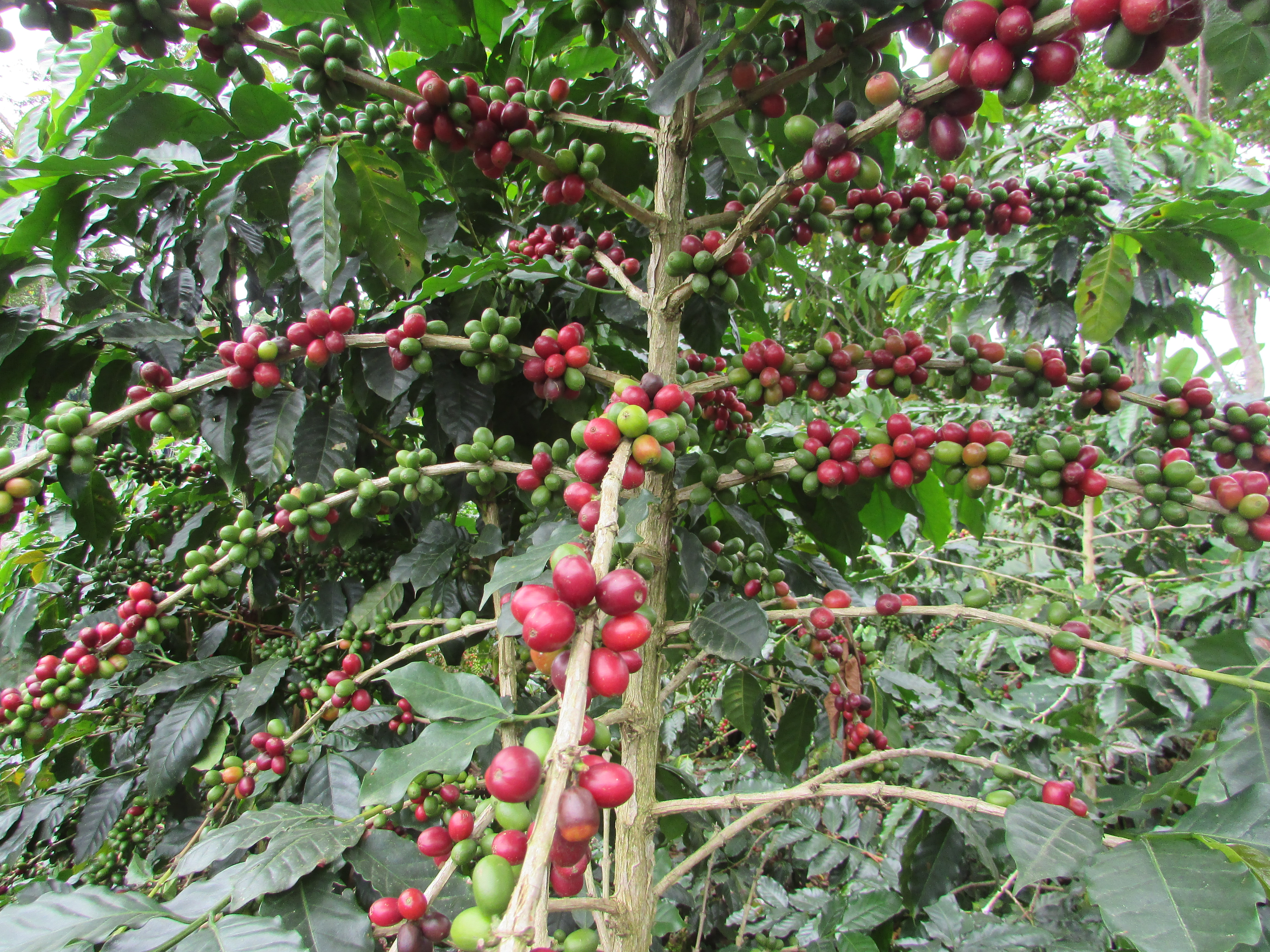 Visita a parcela de café orgánico
